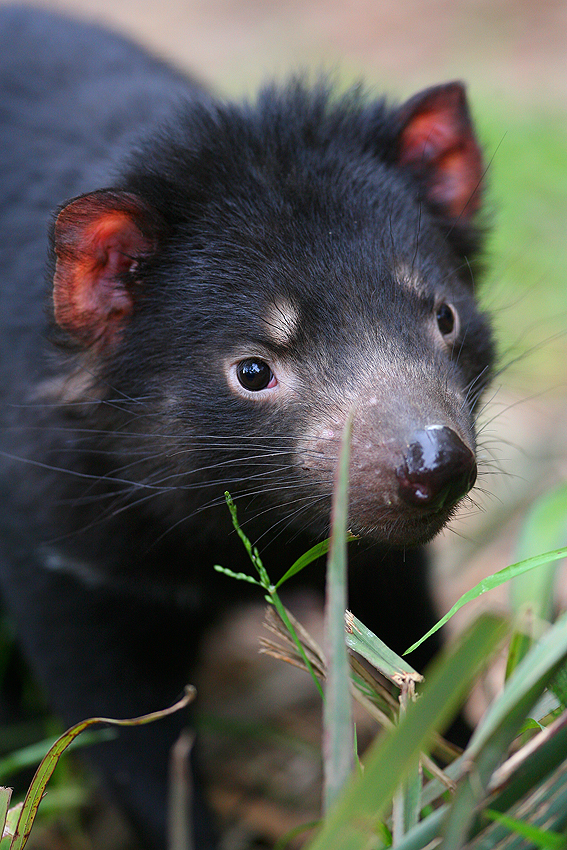 Yarra Valley Food, Wine & Wildlife Daytour (Private)